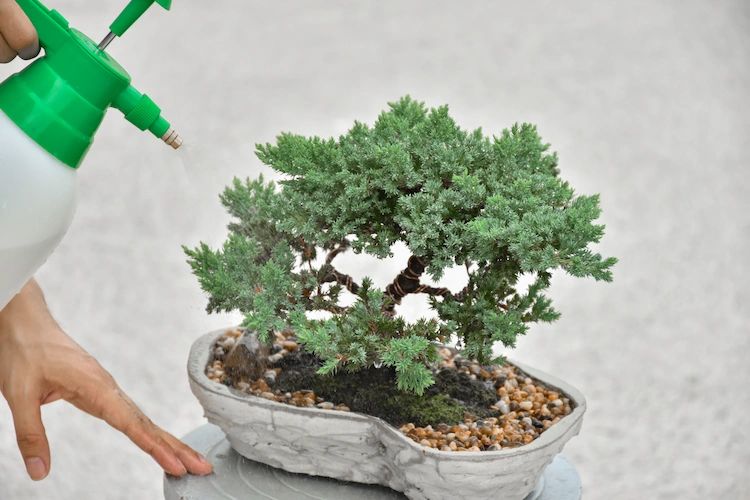 sich um beliebte zimmerpflanzen klein wie bonsai mit bewässerung und rückschnitt kümmern