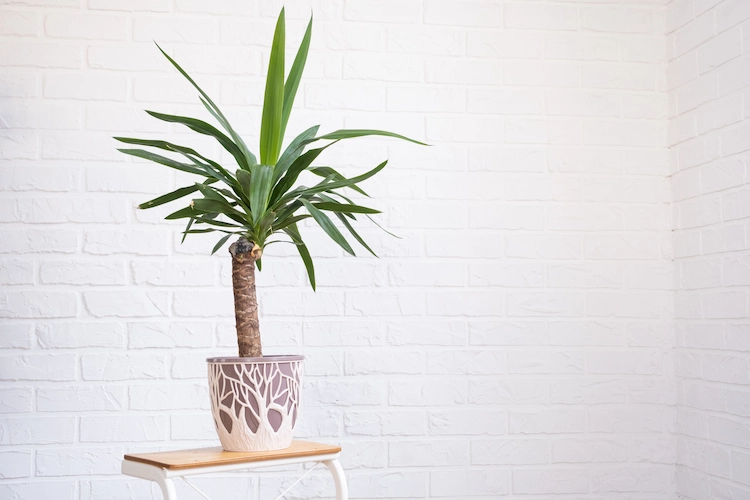 yucca palme als palmlilie pflegeleicht zu hause züchten und gedeihen lassen
