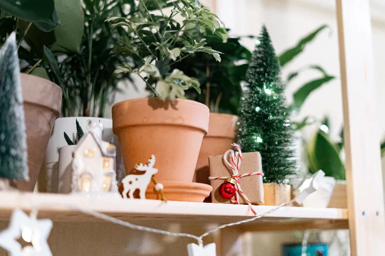 zimmerpflanzen zu weihnachten dekorieren weihnachtsdeko fürs büro
