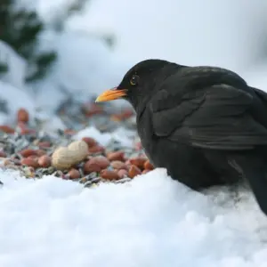 amsel futter für den winter selber machen