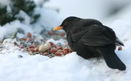 amsel futter für den winter selber machen