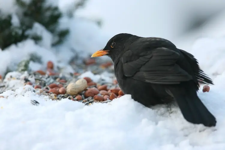 amsel futter für den winter selber machen