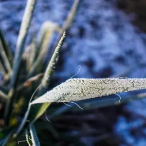 bei rechtzeitigen maßnahmen und pflanzenpflege yucca palme hat frostschaden nicht aufgewiesen