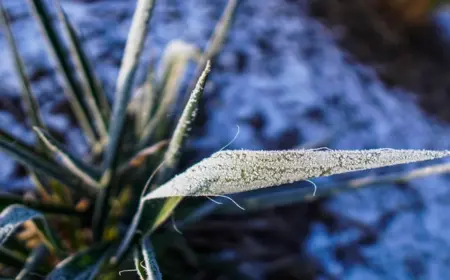 bei rechtzeitigen maßnahmen und pflanzenpflege yucca palme hat frostschaden nicht aufgewiesen