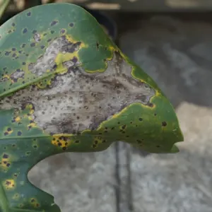 beschädigtes blattwerk und monstera hat schwarze flecken und punkte bekommen