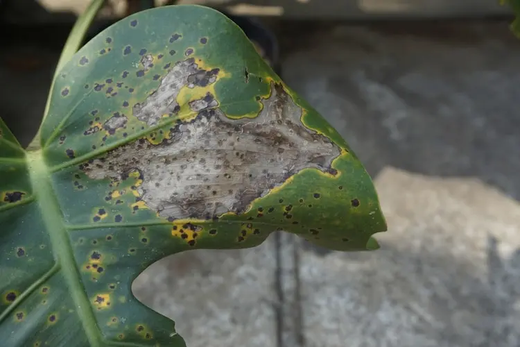 beschädigtes blattwerk und monstera hat schwarze flecken und punkte bekommen