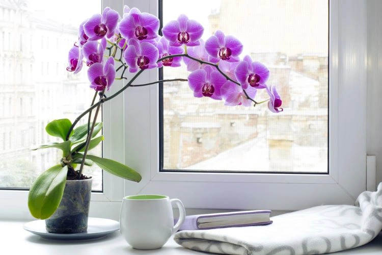 blühende orchidee richtig pflegen