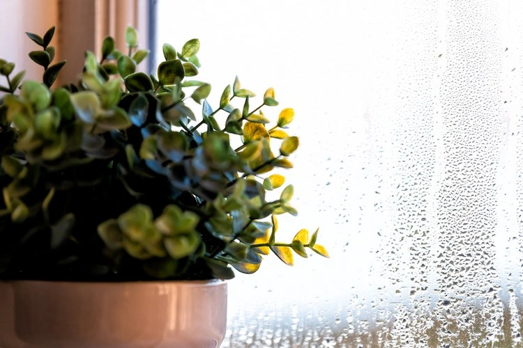 durch hohe luftfeuchtigkeit wegen pflanzen tritt kondenswasser an scheiben im winter auf