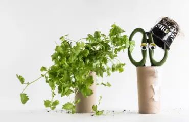 durch upcycling von klorollen töpfe für kräuter oder zimmerpflanzen erstellen