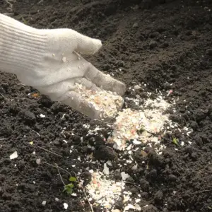 eierschalenmehl selber machen und im garten einsetzen