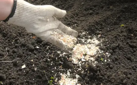 eierschalenmehl selber machen und im garten einsetzen