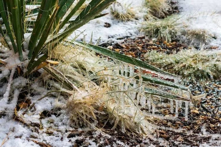 eiszapfen bei minustemperaturen verbiegen pflanzenblätter von palmen richten schäden an