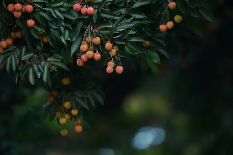 exotischer litschibaum selbst züchten als topfpflanze