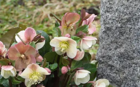 im gartenbeet nach weihnachten christrose einpflanzen und gedeihen lassen