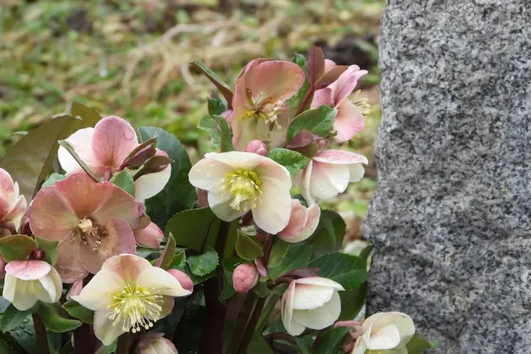 im gartenbeet nach weihnachten christrose einpflanzen und gedeihen lassen