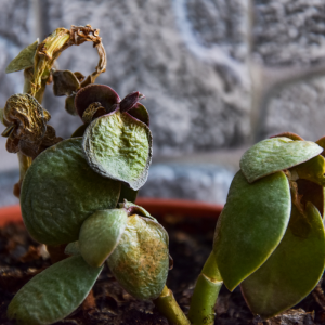 ist ihr geldbaum erfroren