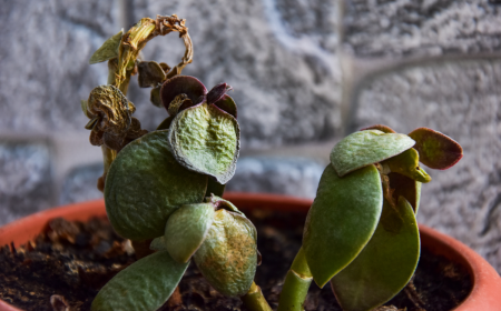 ist ihr geldbaum erfroren