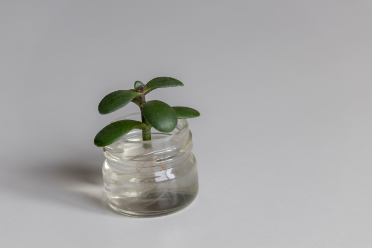 jadepflanzenvermehrung in einem kleinen glas voller wasser