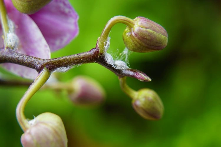 orchideen bei der blütenknospenbildung fördern