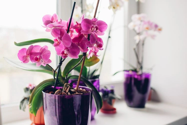 orchideen zum blühen bringen tipps