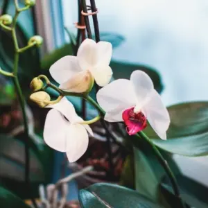 orchideentriebe erneute zweite blüte fördern