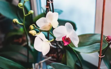 orchideentriebe erneute zweite blüte fördern
