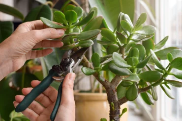 person schneidet jade baum hauspflanze mit gartenschere