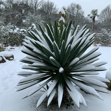 Pflegen Sie die Palme richtig, um Schäden im Winter zu vermeiden