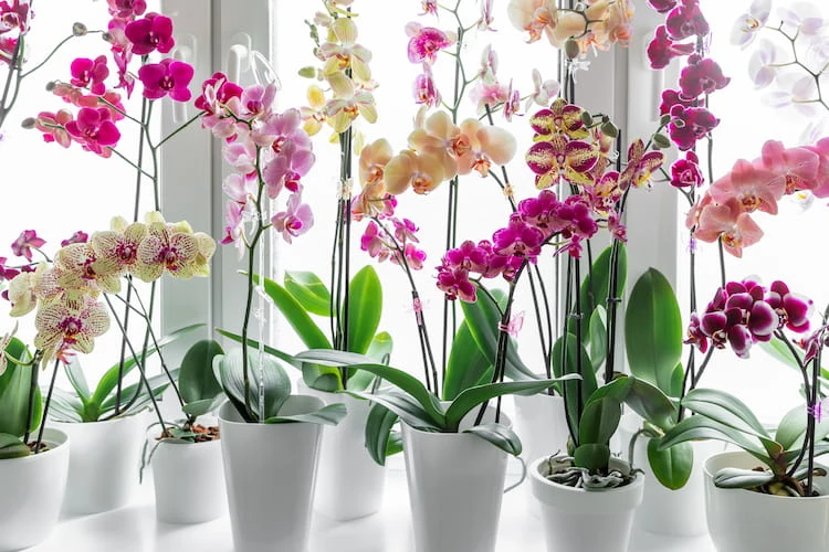 phalaenopsis orchidee mit hellen blüten in der kalten jahreszeit