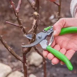 rosen profitieren vom winterschnitt