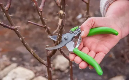 rosen profitieren vom winterschnitt