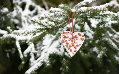 tierfreundliche weihnachtsdeko mit vogelfutter in plätzchenformen am tannenbaum gebunden