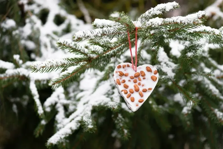 tierfreundliche weihnachtsdeko mit vogelfutter in plätzchenformen am tannenbaum gebunden