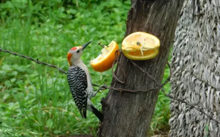 was darf man vögel nicht füttern im garten wie orangen oder zitrusfrüchte