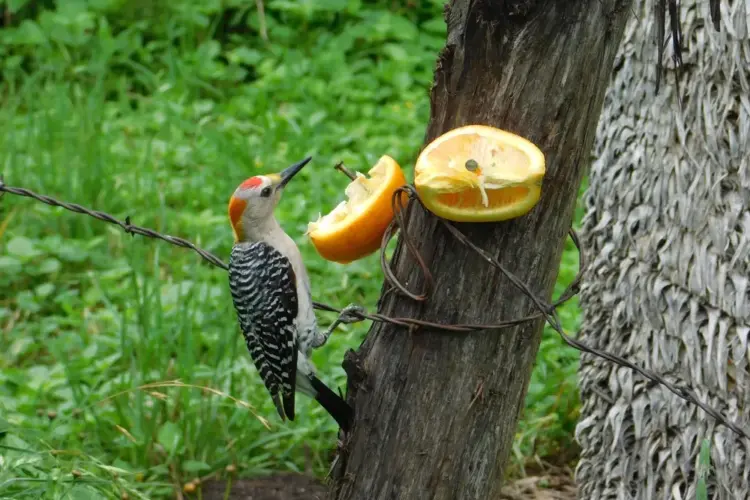 was darf man vögel nicht füttern im garten wie orangen oder zitrusfrüchte