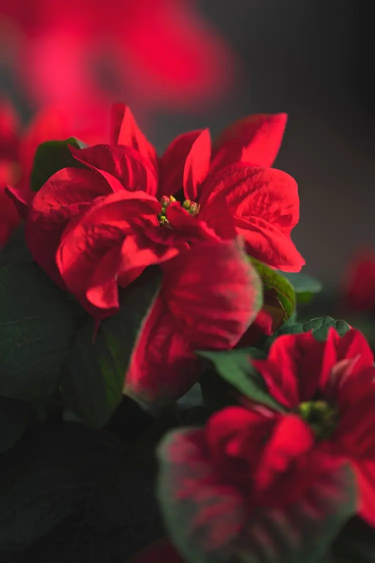 weihnachtssternblüte fördern mit der richtigen pflege