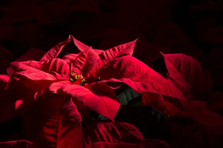 wie bekommt der weihnachtsstern rote blätter stellen sie ihn dunkel, um blüte zu stimulieren