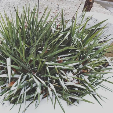 Wie Sie die Yucca-Palme draußen richtig überwintern