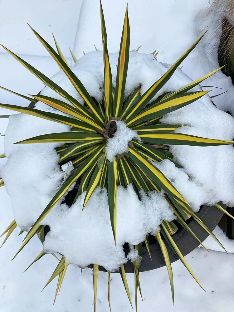 Wie Sie die Yucca vor Kälte richtig schützen