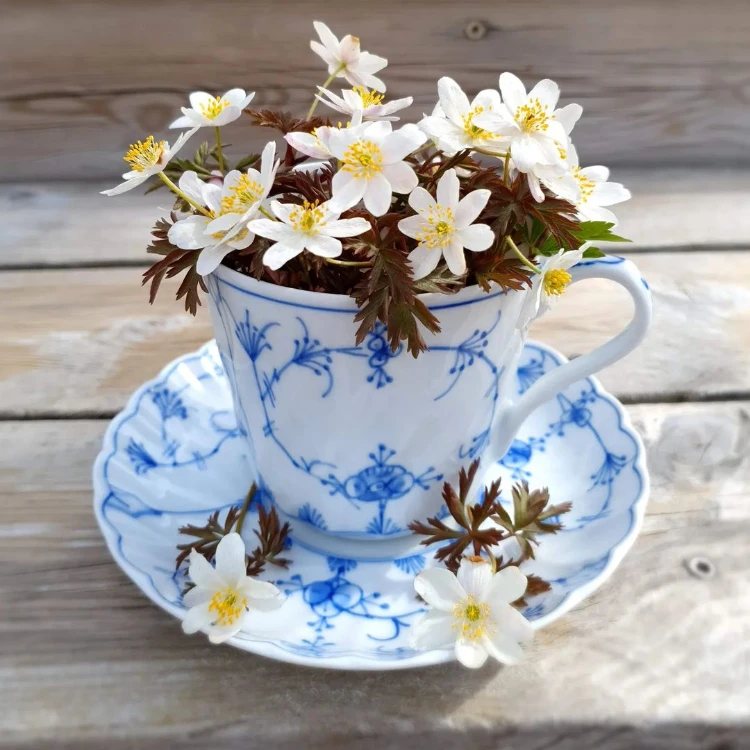 alte teetasse befplanzen mit frühlingsblumen