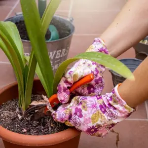 amaryllis nicht wegwerfen nach der blüte