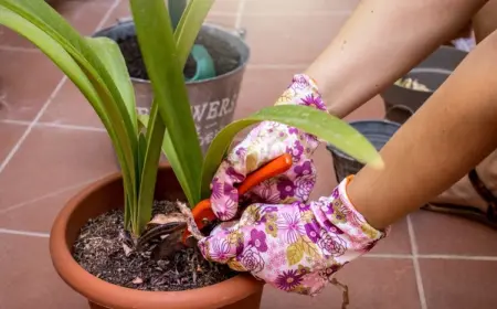 amaryllis nicht wegwerfen nach der blüte