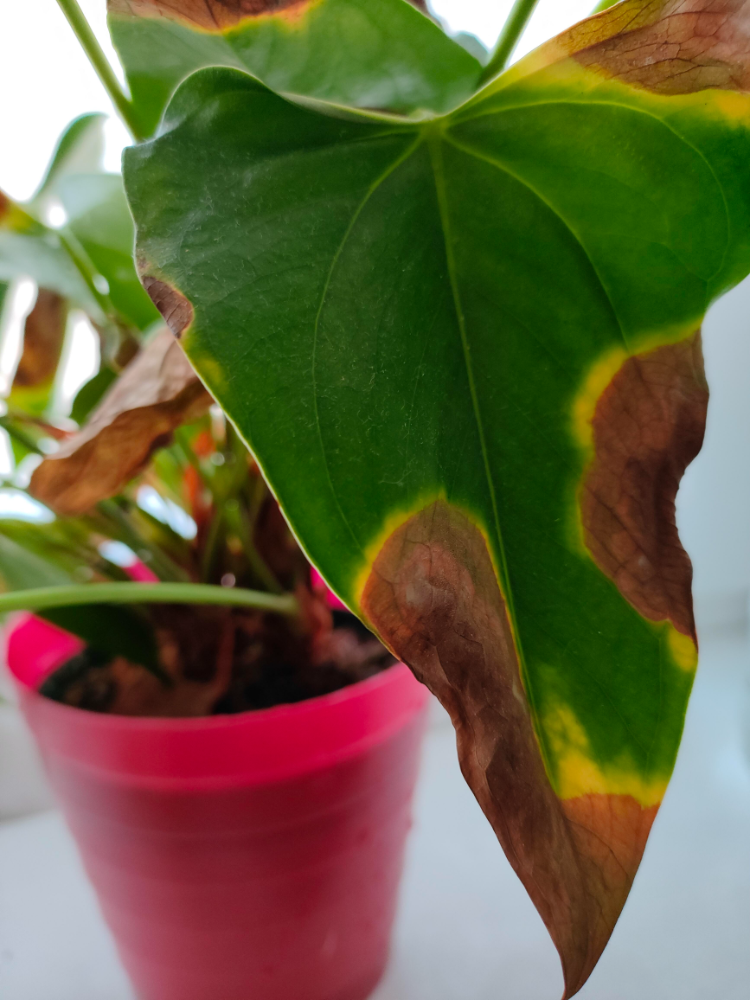 anthurie braune blätter