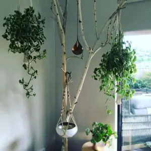 birkenbaum dekorativ aufstellen minimalistische frühlingsdeko mit birkenholz