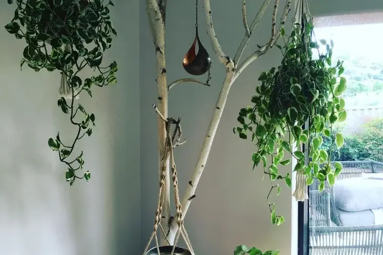 birkenbaum dekorativ aufstellen minimalistische frühlingsdeko mit birkenholz