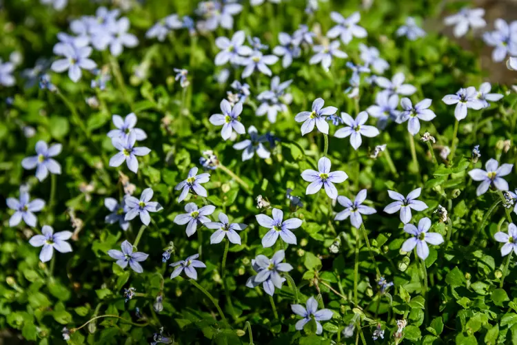 bodendecker, die im sommer blühen blauer bubikopf (isotoma fluviatilis) ist ein dauerblüher für feuchte standorte