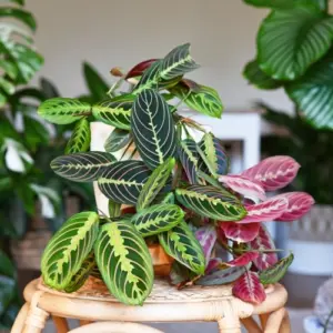 calathea lässt blätter hängen richtige drainage ist wichtig