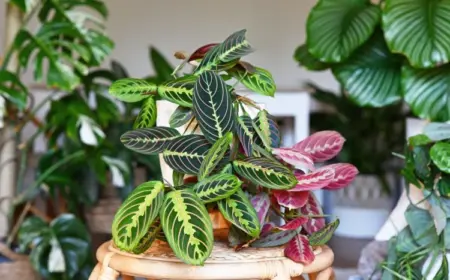 calathea lässt blätter hängen richtige drainage ist wichtig