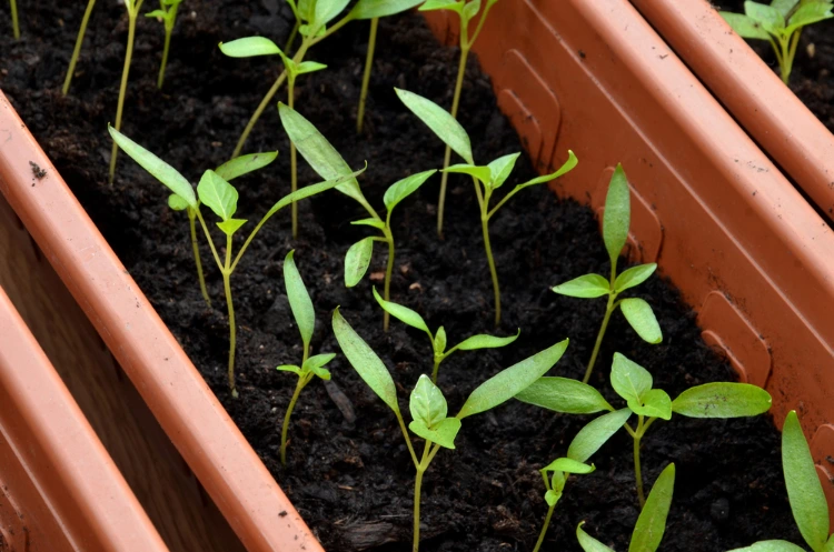 chili im januar vorziehen in pflanzkasten auf dem balkon oder zu hause