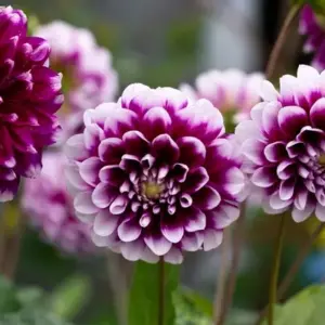 dahlien aus samen ziehen vorteile und anleitung für üppiges blumenbeet